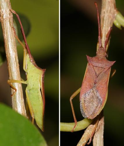 Gonocerus insidiator